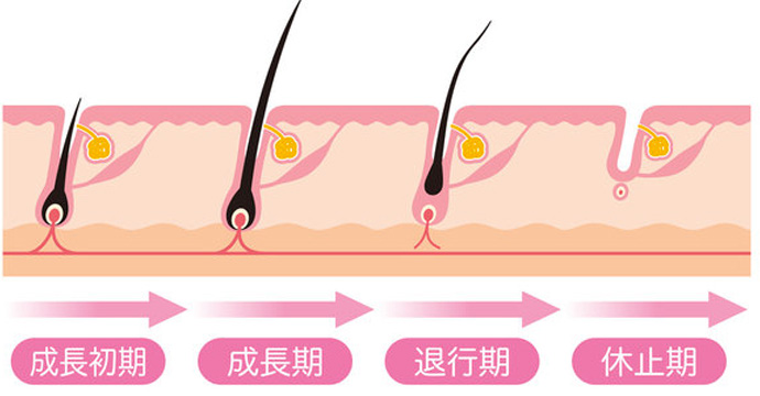 発毛サイクル
